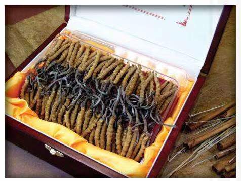 永州冬虫夏草回收